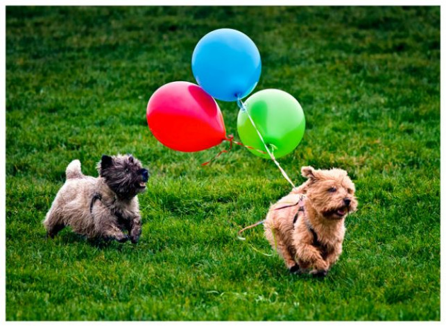 Is it bad manners to be a balloon chaser?